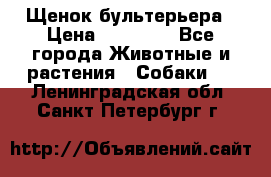 Щенок бультерьера › Цена ­ 35 000 - Все города Животные и растения » Собаки   . Ленинградская обл.,Санкт-Петербург г.